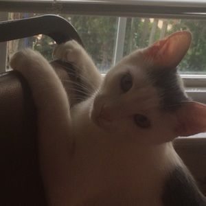 Meet your Posher, Antonietta